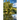 Streams that Make Glad