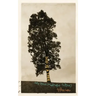 God Is a Tree: and Other Middle-Aged Prayers