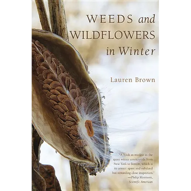 Weeds and Wildflowers in Winter