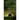 The Twilight Pariah