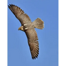 Falcon: Birds of Prey in the Genus Falco, Which Includes about 40 Species. Falcons Are Widely Distributed on All Continents of