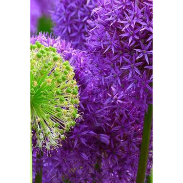 Blossoms: Alliums Are Hardy Bulbs That Produce Dramatic Balls of Purple, Blue, Yellow or Pink Flowers Atop Stiff, Upright Stems.