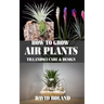 How to Grow Air Plants: Tillandsia Care and Design