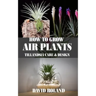 How to Grow Air Plants: Tillandsia Care and Design