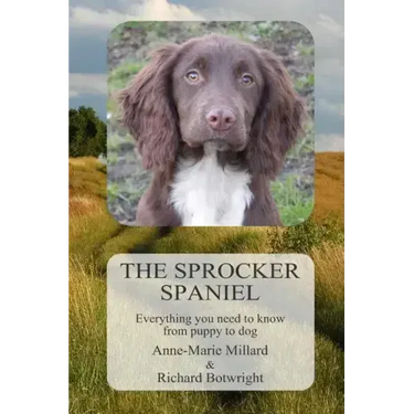 The Sprocker Spaniel: Everything you need to know from puppy to dog