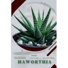 Haworthia: Prodigy Petal, Plant Guide