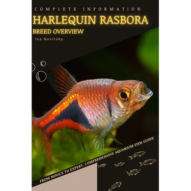 Harlequin Rasbora: From Novice to Expert. Comprehensive Aquarium Fish Guide