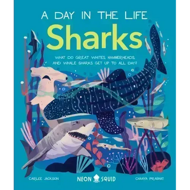 Sharks (a Day in the Life): What Do Great Whites, Hammerheads, and Whale Sharks Get Up to All Day?