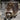 Raccoon: Aakash and Adithya's Wild Facts