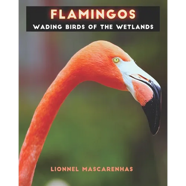 Flamingos: Wading birds of the wetlands