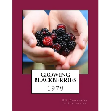 Growing Blackberries