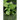 Syngonium Plant: Plant Guide