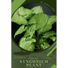 Syngonium Plant: Plant Guide