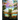 Mazz: Florida Dreamscapes