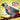 The Plucky Parrot: a Tiny Dog Book