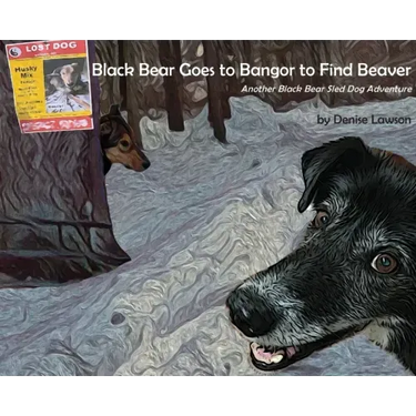 Black Bear Goes to Bangor to Find Beaver