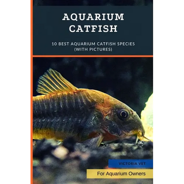 Aquarium Catfish: 10 Best Aquarium Catfish Species (With Pictures)