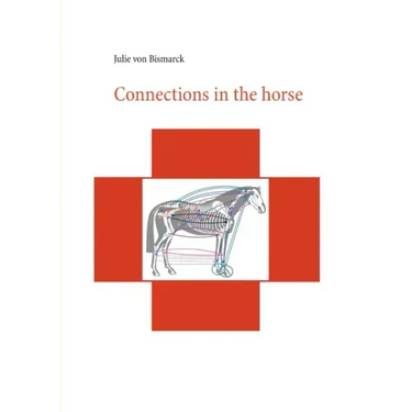 Connections in the horse