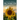 The Picture Book of Sunsets
