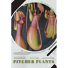 Pitcher Plants: Plant Guide