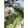 Care of Bees in Warre and Top Bar Hive