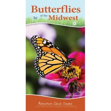 Butterflies of the Midwest: Identify Butterflies with Ease