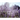 Lavender Fields of America: A New Crop of American Farmers