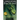 Inheritance: Book IV