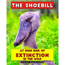 The Shoebill: At high risk of extinction in the wild