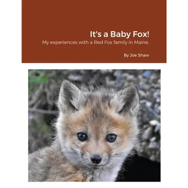 It's a Baby Fox!