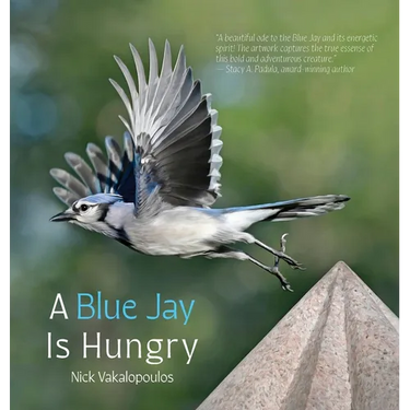 A Blue Jay is Hungry