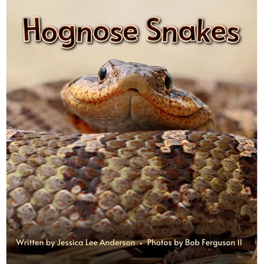 Hognose Snakes