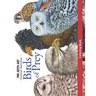 Birds of Prey Coloring Book