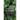 Going Green on the Inside