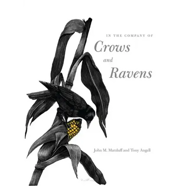 In the Company of Crows and Ravens
