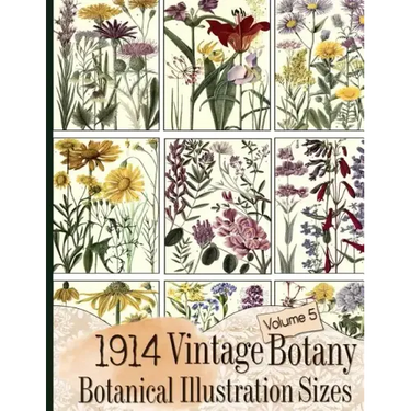 1914 Vintage Botany Botanical Illustration Sizes