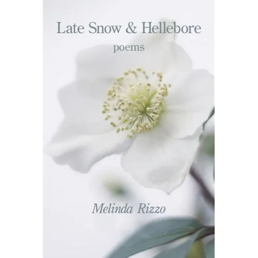 Late Snow and Hellebore