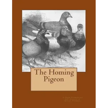The Homing Pigeon