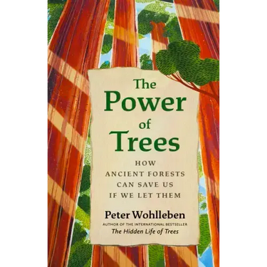 The Power of Trees: How Ancient Forests Can Save Us If We Let Them