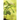 Seedling
