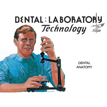 Dental Anatomy