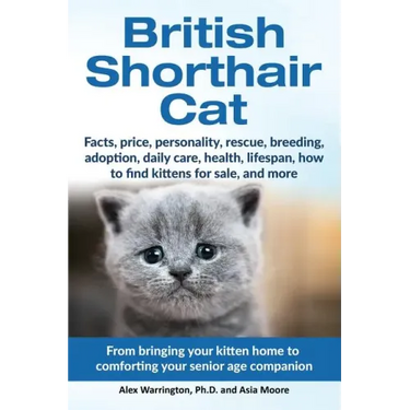 British Shorthair Cat: From bringing your kitten home to comforting your senior age beloved companion