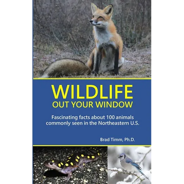 Wildlife Out Your Window: Fascinating Facts About 100 Animals Commonly Seen in the Northeastern U.S.