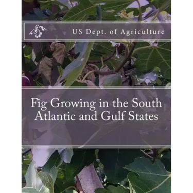 Fig Growing in the South Atlantic and Gulf States