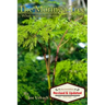 The Moringa Tree: What you don't know can HEAL you!