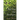 Among the Hedges