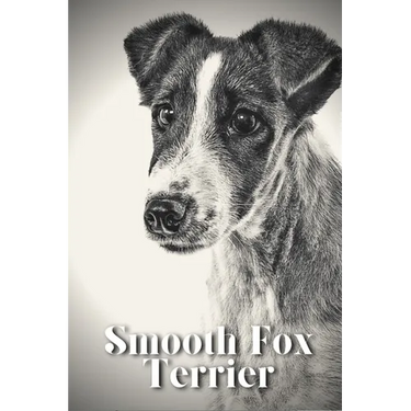 Smooth Fox Terrier: Dog breed overview and guide