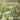 Dandelion Math: See, Think and Wonder