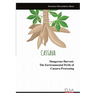 Dangerous Harvest: The Environmental Perils of ​​​​​​​Cassava Processing
