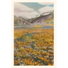 Vintage Journal California Poppies